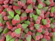 Damel Vegan Friendly SOUR Cherries 1kg Bag
